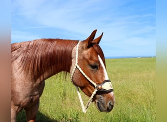 American Quarter Horse, Gelding, 3 years, Roan-Red