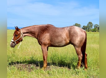 American Quarter Horse, Gelding, 3 years, Roan-Red