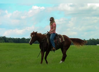 American Quarter Horse, Gelding, 3 years, Sorrel