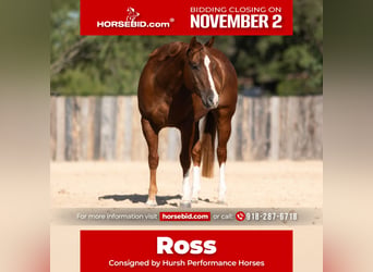 American Quarter Horse, Gelding, 3 years, Sorrel