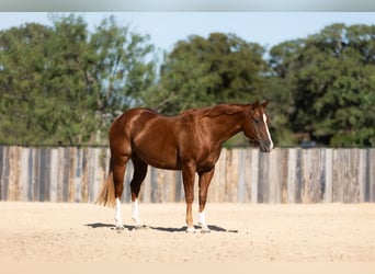 American Quarter Horse, Gelding, 3 years, Sorrel