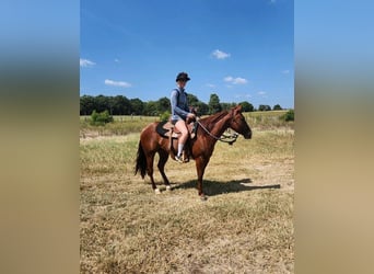 American Quarter Horse, Gelding, 4 years, 13.3 hh, Chestnut
