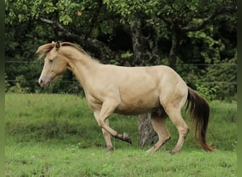 American Quarter Horse, Gelding, 4 years, 13,3 hh, Champagne