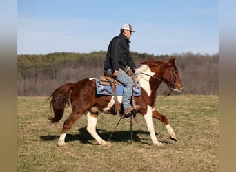 American Quarter Horse, Gelding, 4 years, 14.1 hh, Chestnut