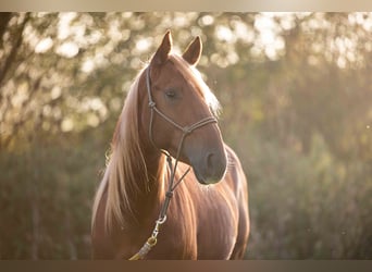 American Quarter Horse, Gelding, 4 years, 14.1 hh, Chestnut-Red