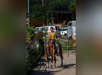 American Quarter Horse, Gelding, 4 years, 14.1 hh, Chestnut-Red