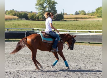 American Quarter Horse, Gelding, 4 years, 14.1 hh, Chestnut-Red
