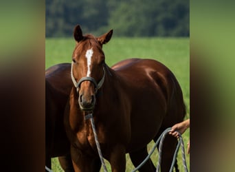 American Quarter Horse, Gelding, 4 years, 14.1 hh, Chestnut-Red