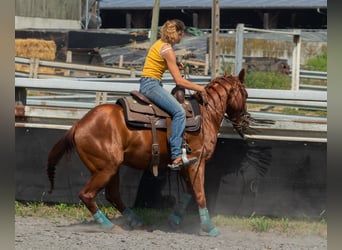 American Quarter Horse, Gelding, 4 years, 14.1 hh, Chestnut-Red