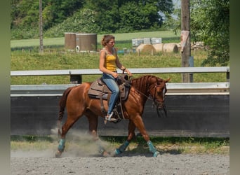 American Quarter Horse, Gelding, 4 years, 14.1 hh, Chestnut-Red
