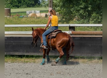 American Quarter Horse, Gelding, 4 years, 14.1 hh, Chestnut-Red