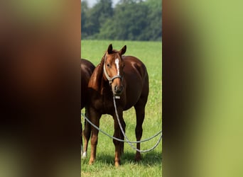 American Quarter Horse, Gelding, 4 years, 14.1 hh, Chestnut-Red