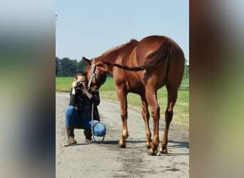 American Quarter Horse, Gelding, 4 years, 14.1 hh, Chestnut-Red