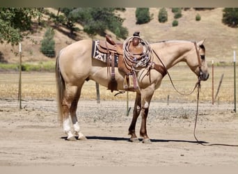 American Quarter Horse, Gelding, 4 years, 14.1 hh, Dun