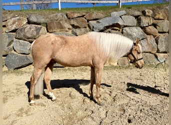 American Quarter Horse, Gelding, 4 years, 14.1 hh, Palomino