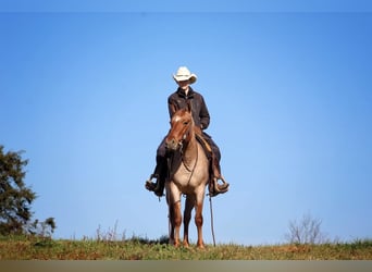 American Quarter Horse, Gelding, 4 years, 14.1 hh, Roan-Red