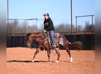 American Quarter Horse, Gelding, 4 years, 14.1 hh, Sorrel