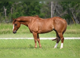 American Quarter Horse, Wallach, 4 Jahre, 14,1 hh, Rotfuchs