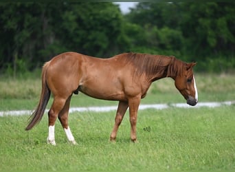 American Quarter Horse, Wallach, 4 Jahre, 14,1 hh, Rotfuchs