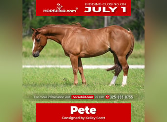American Quarter Horse, Gelding, 4 years, 14.1 hh, Sorrel