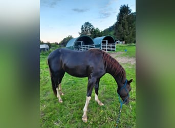 American Quarter Horse, Gelding, 4 years, 14.2 hh, Bay-Dark