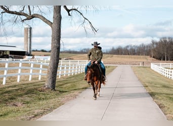 American Quarter Horse, Gelding, 4 years, 14.2 hh, Bay