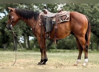 American Quarter Horse, Gelding, 4 years, 14.2 hh, Bay
