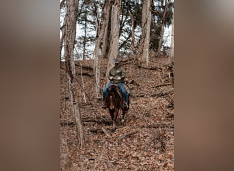 American Quarter Horse, Gelding, 4 years, 14.2 hh, Bay