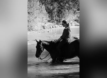 American Quarter Horse, Gelding, 4 years, 14,2 hh, Bay