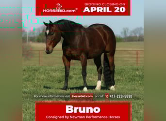 American Quarter Horse, Gelding, 4 years, 14.2 hh, Bay