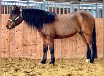 American Quarter Horse, Gelding, 4 years, 14,2 hh, Brown