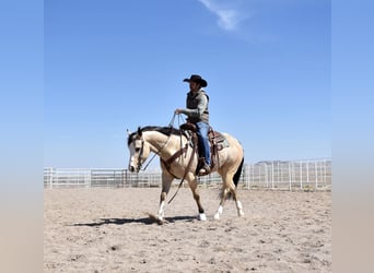 American Quarter Horse, Gelding, 4 years, 14.2 hh, Buckskin