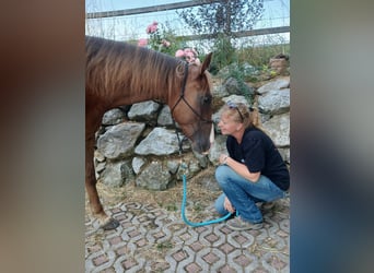 American Quarter Horse, Gelding, 4 years, 14.2 hh, Chestnut-Red