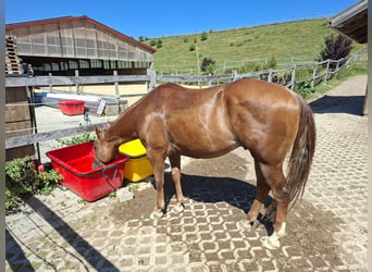 American Quarter Horse, Gelding, 4 years, 14.2 hh, Chestnut-Red