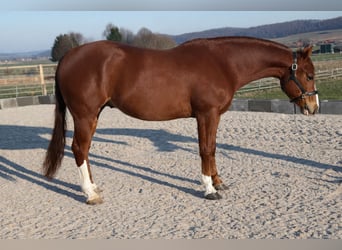 American Quarter Horse, Gelding, 4 years, 14.2 hh, Chestnut-Red