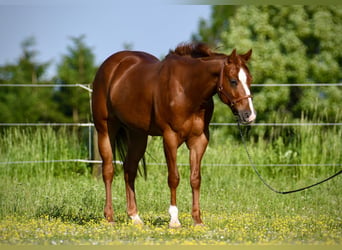 American Quarter Horse, Gelding, 4 years, 14.2 hh, Chestnut-Red