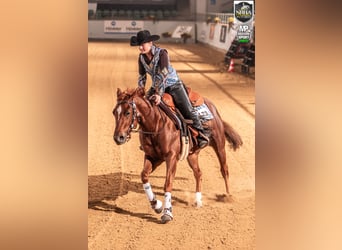 American Quarter Horse, Gelding, 4 years, 14.2 hh, Chestnut