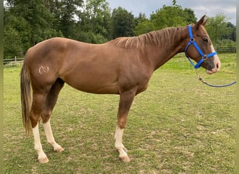 American Quarter Horse, Gelding, 4 years, 14.2 hh, Chestnut