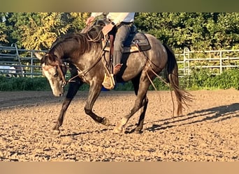 American Quarter Horse, Gelding, 4 years, 14.2 hh, Gray-Dapple