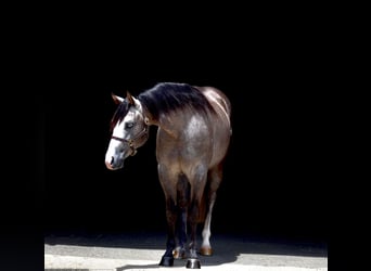 American Quarter Horse, Gelding, 4 years, 14.2 hh, Gray