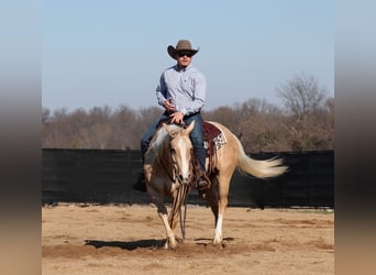 American Quarter Horse, Gelding, 4 years, 14,2 hh, Palomino