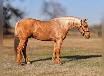 American Quarter Horse, Gelding, 4 years, 14,2 hh, Palomino