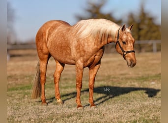 American Quarter Horse, Gelding, 4 years, 14,2 hh, Palomino