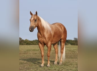 American Quarter Horse, Wallach, 4 Jahre, 14,2 hh, Palomino