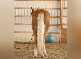 American Quarter Horse, Gelding, 4 years, 14.2 hh, Palomino