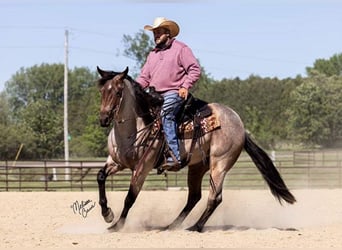 American Quarter Horse, Gelding, 4 years, 14.2 hh, Roan-Bay