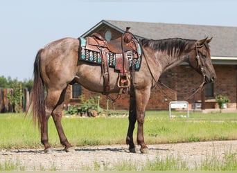 American Quarter Horse, Gelding, 4 years, 14.2 hh, Roan-Bay