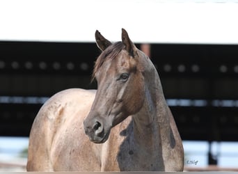 American Quarter Horse, Gelding, 4 years, 14.2 hh, Roan-Bay