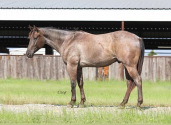 American Quarter Horse, Gelding, 4 years, 14.2 hh, Roan-Bay