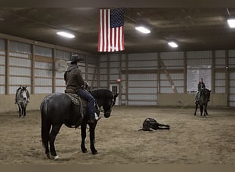 American Quarter Horse Mix, Gelding, 4 years, 14.2 hh, Roan-Blue